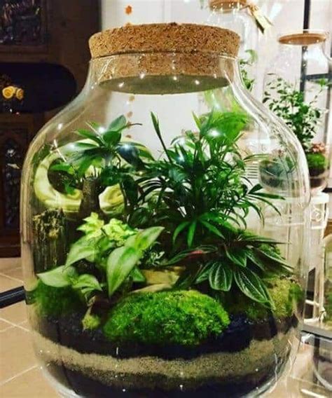 15 Gorgeous Closed Terrarium Plants That Ll Thrive In High Humidity
