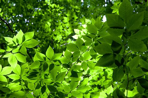 imagen gratis textura de las hojas verde hojas verdes bosques arboles hojas