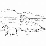 Ijsbeer Lars Kleurplaat Noordpool Kleurplaten Plaatjes Bezoeken Leukvoorkids Leuk sketch template