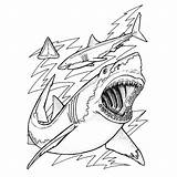 Shark Coloring Requin sketch template