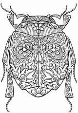 Insects Coloringbay sketch template