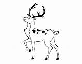 Deer Iberian Coloring Coloringcrew sketch template