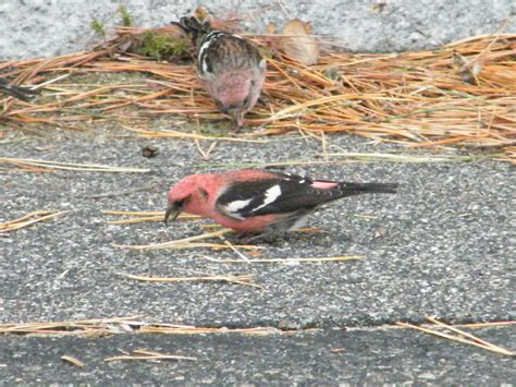 curious birder forbush bird club salisbury beach vicinity lots  white winged