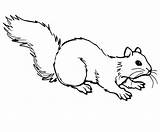 Coloring Squirrel Ground Grey Pages Gray Drawing Printable Color Drawings sketch template