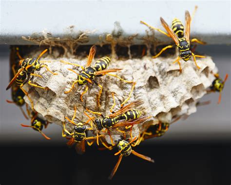 fake wasp nests fool wasps science world