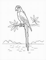 Coloring Pages Macaw Macaws Print Colorkid Coloringbay sketch template