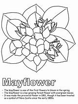 Coloring Nova Scotia Mayflower Pages Massachusetts Flower Flag State Flowers Outline Canadian Ws Kidzone Canada Usa Printable Choose Board Line sketch template
