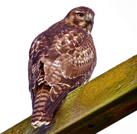red tailed hawk immature wa state birdnote