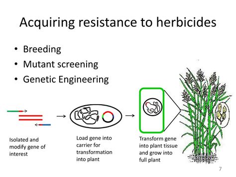 Ppt Engineered Herbicide Resistance In Crop Plants Powerpoint