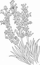 Lavender Coloring Pages Colouring Lavandula Flower Angustifolia Flowers Common Printable Drawing Picolour Plants Kids Designlooter Choose Board 44kb 480px sketch template