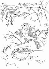 Oiseau Paysage Oiseaux Vogels Kleurplaten sketch template