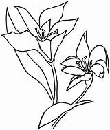 Coloring Lily Lilium Flower Pages Drawing Easter Color Drawings Kids sketch template