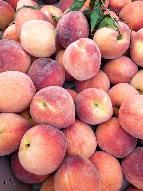 peaches  season  state eat