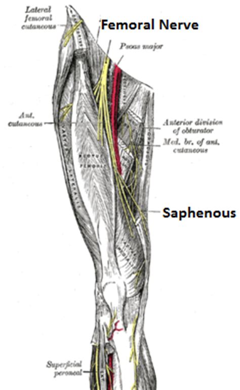 adductor canal saphenous vault