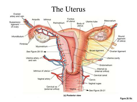 ppt female reproductive system powerpoint presentation