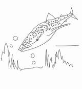 Shark Coloring Horn Pages Sheet Printable sketch template
