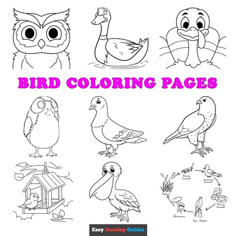 printable bird coloring pages  kids