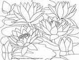 Coloring Pages Water Monet Lilies Printable Waterlilies Flower Scenery Watercolor Drawing Book Blossom Cherry August Lily Adults Adult Claude Mountain sketch template