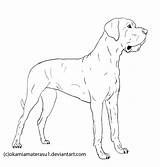 Coloring Dane Great Drawing Pages Dog Line Lineart Deviantart Dogs 16kb 771px sketch template