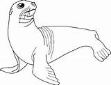 Sea Lions Coloring Seals Drawings Seal sketch template