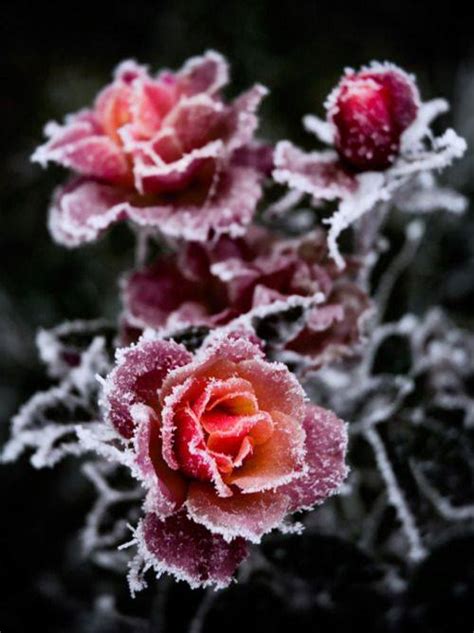 Beauty Of Frozen Flowers