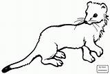 Weasel Coloring Ferret Pages Drawing Tailed Long Footed Stoat Printable Color Template Animal Getdrawings Supercoloring Sprinkler Outline Getcolorings Colorings Clipart sketch template