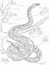 Coloring Boa Pages Constrictor Realistic Python Printable Mamba Print Colouring Burmese Animals Snake Snakes Emerald Tree Color Supercoloring Bilder Adult sketch template