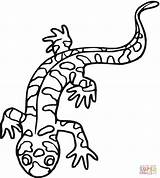 Coloring Salamander Pages Tiger sketch template