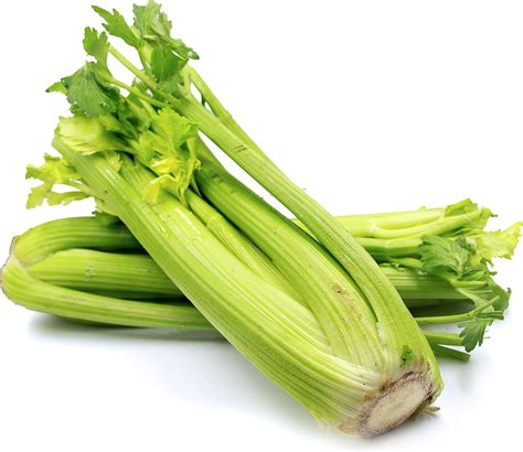celery information  facts
