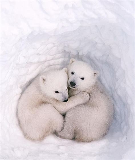 love  atnatgeotravel cute animals baby polar bears baby
