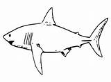 Coloring Shark Sharks Pages Printable Kids sketch template
