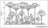 Rainforest Layers Label Coloring Pages Points Print Color Coloringpagesonly sketch template
