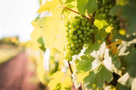 white grapes grapevine   vineyard  stock photo picjumbo