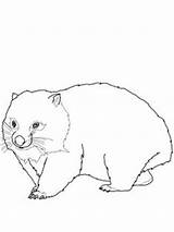 Wombat Coloring Pages Printable Colour Worksheets Popular sketch template