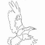 Collingwood Colouring Afl Collingwoodfc Magpie Magpies sketch template