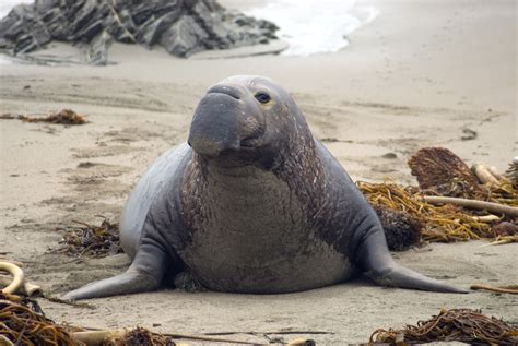 stock photo  elephant seal alpah male freeimageslive