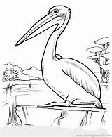 Pelican Drawing Coloring Pages Drawings Animal Brown Printable Children Kids Bird Sheets Sheet Birds Animals Color Print Wild Online Getdrawings sketch template