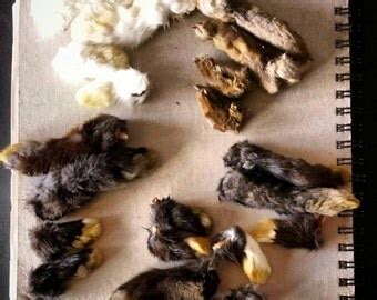 lot   pairs  naturally preserved rabbit feet  front