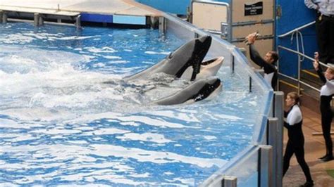Seaworld Park To Redesign Controversial Whale Tank Bbc News