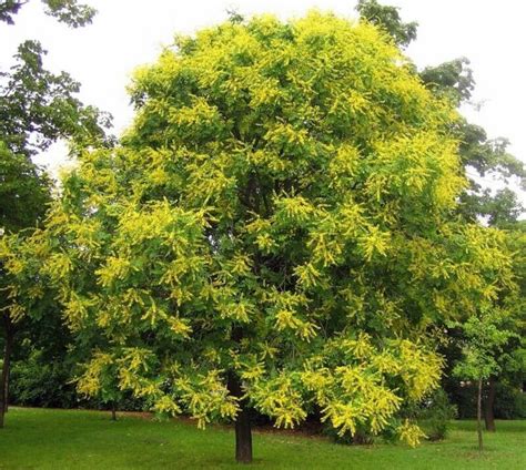golden rain tree koelreuteria paniculata pride  india  seeds uk grown etsy uk
