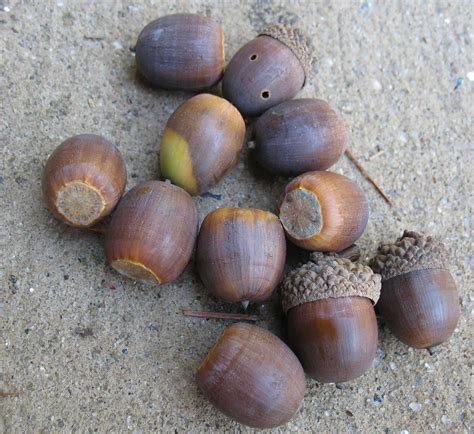 georgia native plants nuts  nuts
