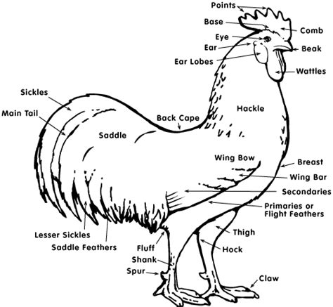 chicken anatomy chicken wiki
