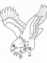 Faucon Oiseaux Aigle Coloriages Eagle4 sketch template