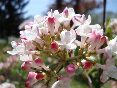 learn flowering shrubs  zone    guides tips  tricks