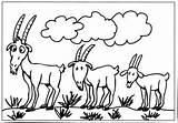 Coloring Goats Goat Pages Billy Gruff Three Sheep Clipart Many Template sketch template