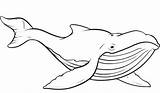 Wal Whales Ausmalbilder Humpback Malvorlagen Netart Malvorlage Wale Vorlagen Fin Fuchs Stempel Faden Bastelarbeiten Nadel K5worksheets sketch template