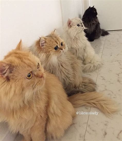 persian cats   happiest family