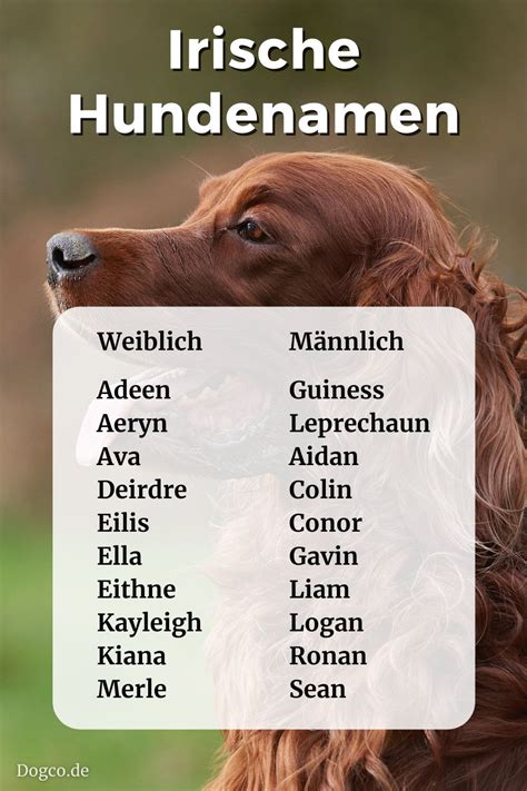 irische hundenamen namensliste mit weiblichen und männlichen namen
