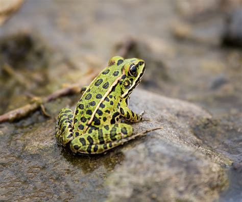 northern leopard frog ndow