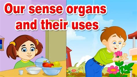 sense organs    human sense organs learn   senses home revise